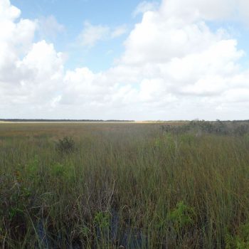 moerasland in de Everglades